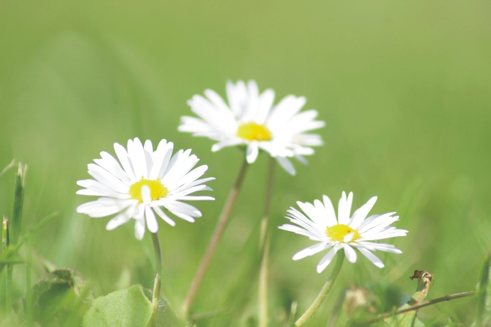 Madeliefjes in het gras