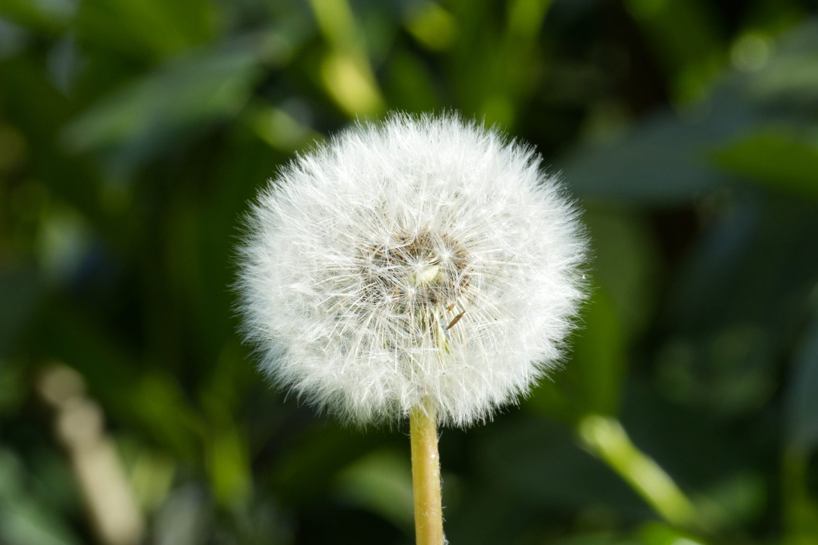 Pluisbloem van een paardenbloem